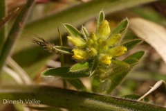 Crotalaria nana